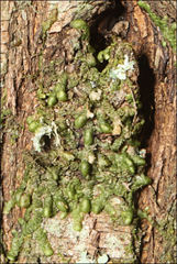 Frullania clavata