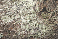 Pertusaria pertractata