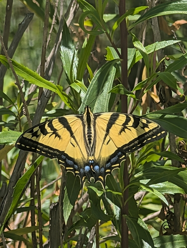 iNaturalist observation photo of Western Tiger Swallowtail