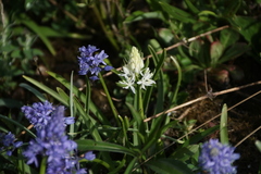 Hyacinthoides italica