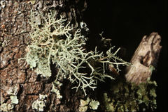 Usnea inermis
