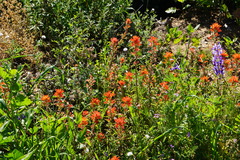 Castilleja affinis affinis
