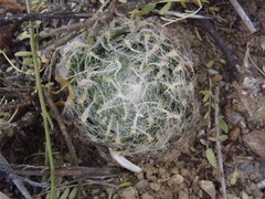 Haworthia bolusii bolusii