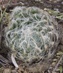 Haworthia bolusii bolusii