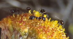Monomorium fridae