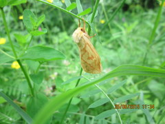 Hepialus humuli