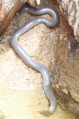 Afrotyphlops mucruso