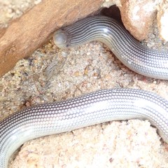 Afrotyphlops mucruso