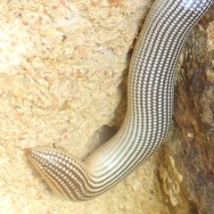 Afrotyphlops mucruso