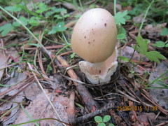 Amanita flavescens