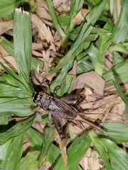 Velarifictorus aspersus