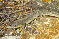Lacerta trilineata hansschweizeri