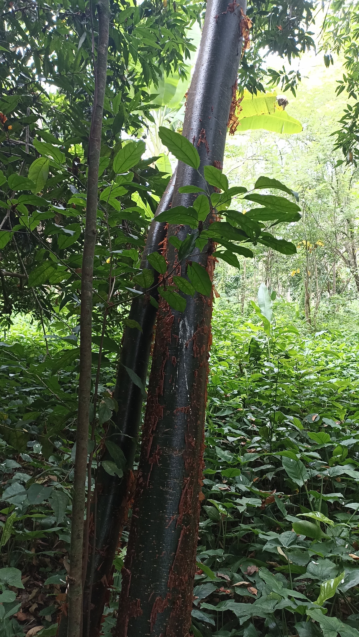 Bursera arborea (Rose) L.Riley 3