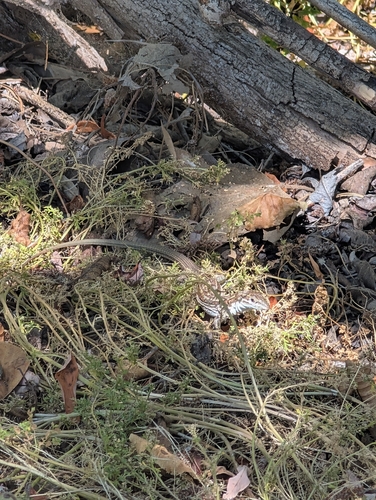 iNaturalist observation photo of Sonoran Spotted Whiptail