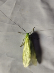 Polymorphanisus unipunctus