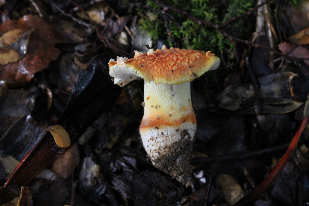 Amanita gayana