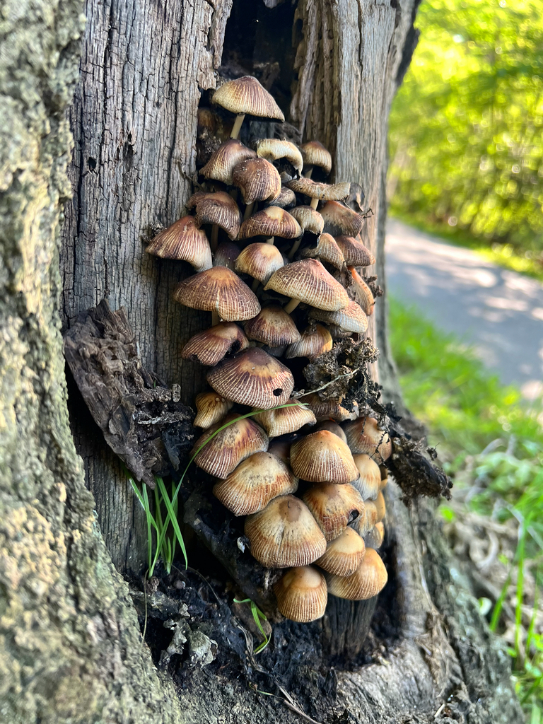 mica cap · May 2026 · photo: Photo: (c) Katy Swiere, some rights reserved (CC BY) · iNaturalist