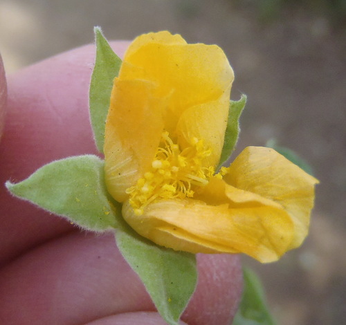 Abutilon sonneratianum (Abutilon sonneratianum)