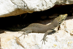 Dalmatolacerta oxycephala