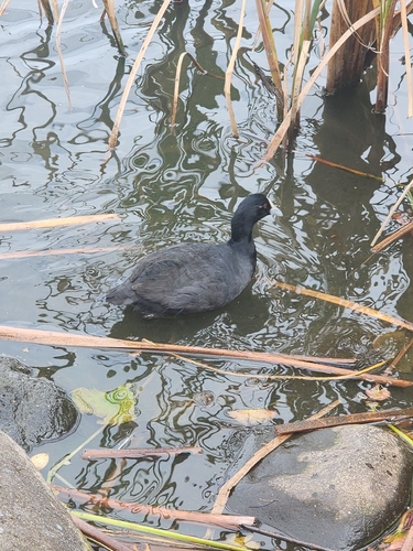 Australasian Coot
