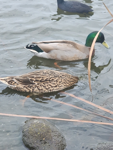 Mallard