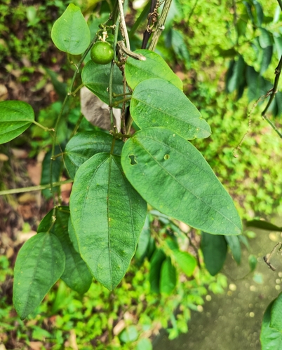 Passiflora auriculata