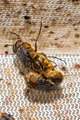 Calliphora albifrontalis