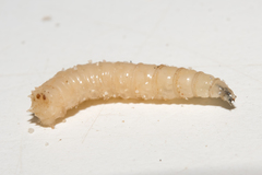 Calliphora albifrontalis