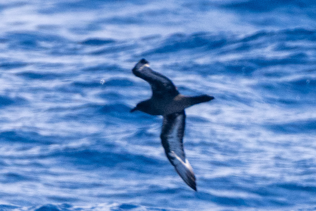 Trindade Petrel (Pterodroma arminjoniana), photo 1
