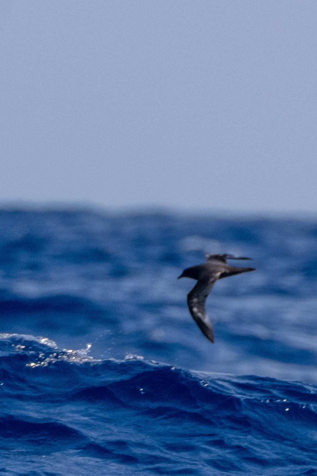 Trindade Petrel (Pterodroma arminjoniana), photo 2