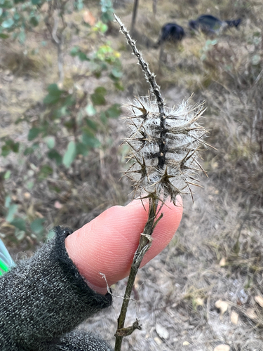 Narrow-leaved clover