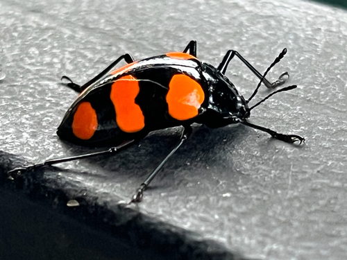 Scaphidomorphus bosci