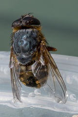 Calliphora albifrontalis