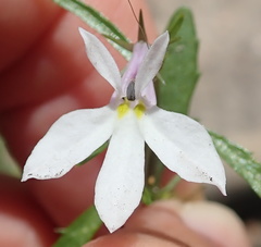 Lobelia pubescens