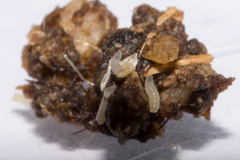 Calliphora albifrontalis