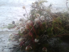 Harrimanella hypnoides