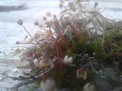 Harrimanella hypnoides