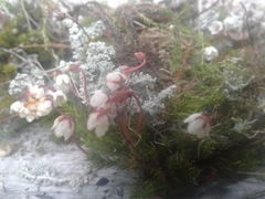 Harrimanella hypnoides