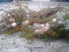 Harrimanella hypnoides