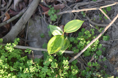 Cinnamomum burmanni