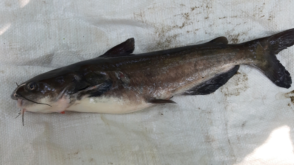 Southern Blue Catfish