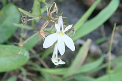 Lobelia pubescens