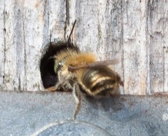 Osmia leaiana
