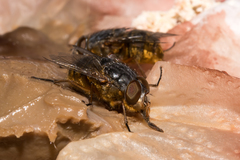 Calliphora albifrontalis