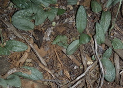 Habenaria arenaria