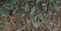 Habenaria arenaria