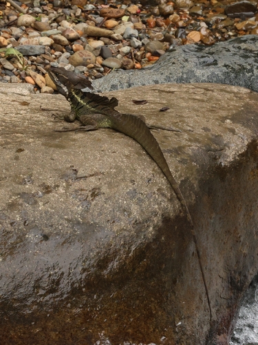 Common Basilisk