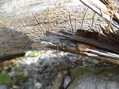 Aegomorphus clavipes