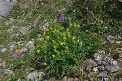 Astragalus frigidus