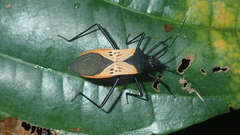 Leptoscelis limbativentris